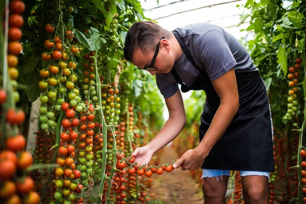 Farmář, kontrola červené cherry rajčata sklizně k inkasu ve skleníku — Stock fotografie