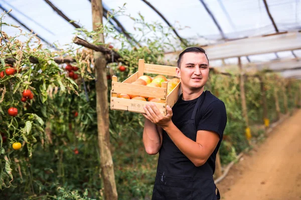 Genç çiftçi elinde tahta kutulara domates taşıyan adam 