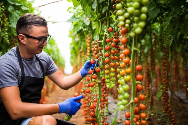 Sera içinde kiraz domates ile genç adam 
