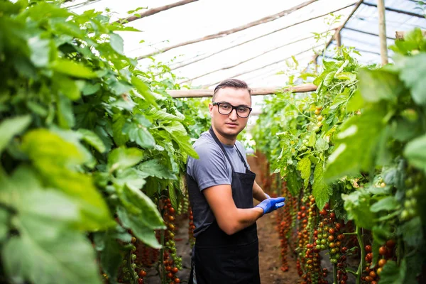 Genç adam göstermek sera domates hasat 