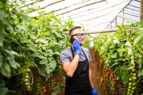 Bir sera domates ile çekici bir çiftçi görünümünü konuşmak 