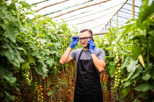 Bir sera domates ile çekici bir çiftçi görünümünü konuşmak 