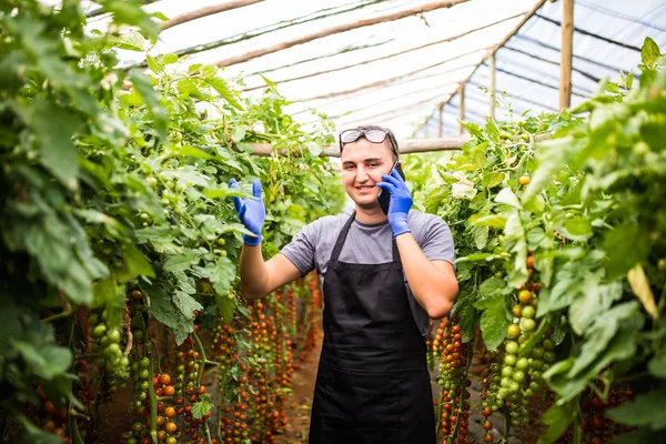 Genç bir çekici kadın tomantoes bir yeşil hasat görünümünü