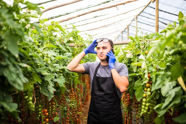 Genç bir çekici kadın tomantoes bir yeşil hasat görünümünü