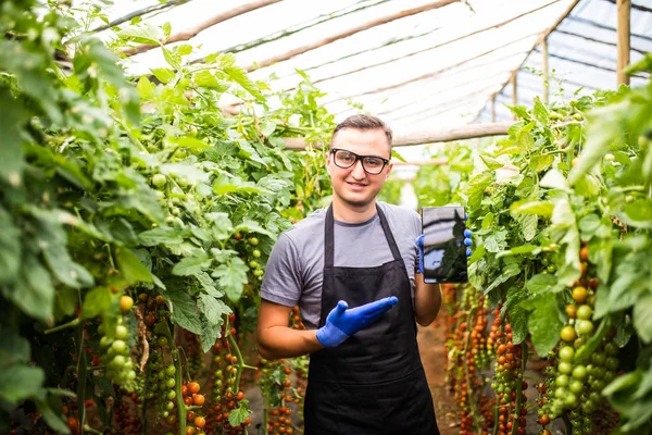 Bir sera domates birimi ile çekici bir çiftçi görünümünü