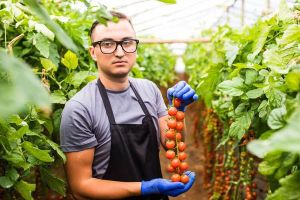 Sera domates kontrol dostu genç Ziraat Mühendisi