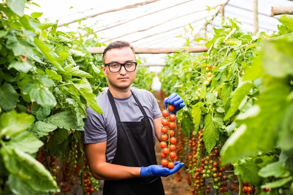 Sera içinde kiraz domates ile iş yerinde çiftçi
