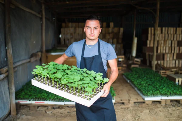 Çiftçi tepsi fidan çiftlikte tutan adam ve gülümse