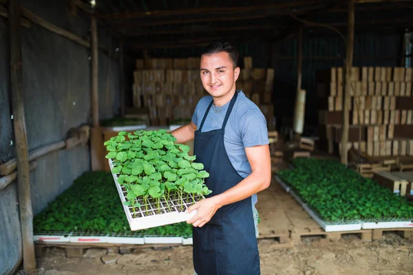 çiftçi sebze bahçesinde marul salatası genç fidan dikimi