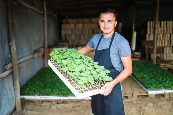 çiftçi sebze bahçesinde marul salatası genç fidan dikimi