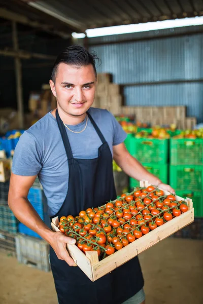 Mutlu çiftçi bir sera domates taşıyan