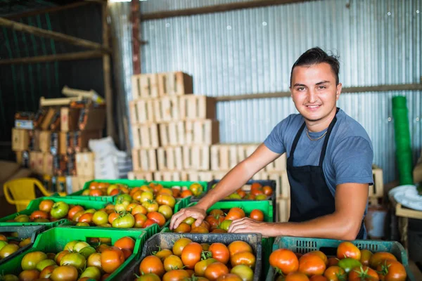 Mutlu çiftçi bir sera domates taşıyan