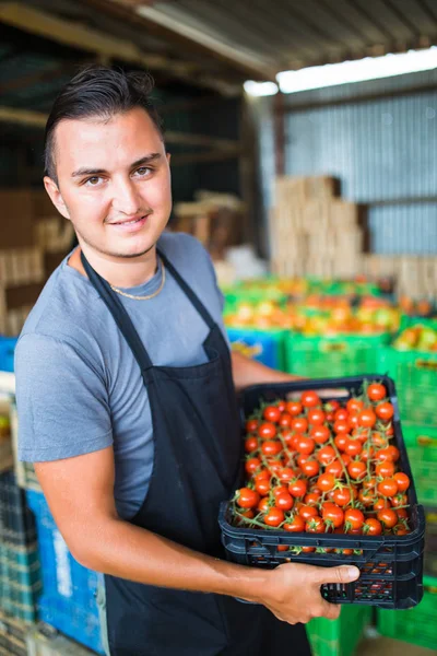 Hombre agricultor recoge tomates cherry con tijeras cosecha en cajas de madera en el negocio de la familia invernadero — Foto de Stock