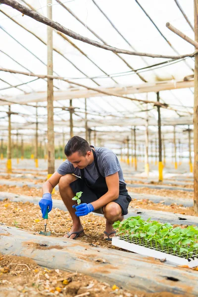 Sebze bahçesinde salatalık genç fidan dikim çiftçi