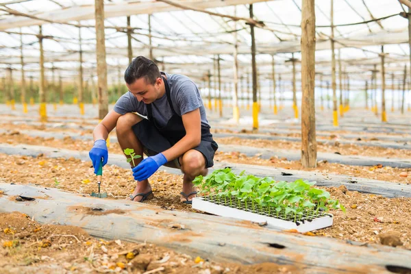 Sebze bahçesinde salatalık genç fidan dikim çiftçi