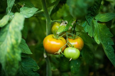 Bahçe tarım kavramında yeşil domates