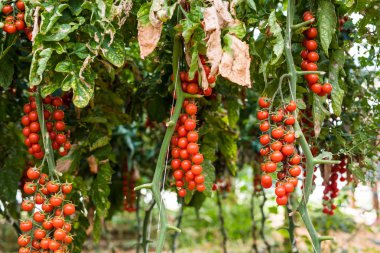 Serada toplanmaya hazır olgun domatesler. 