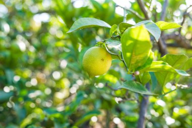 Limon koruluğundaki bir ağaçtan sarkan limonları kapatın.