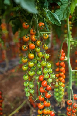 sera büyüme kiraz domates