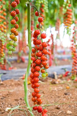 Serada toplanmaya hazır olgun domatesler.