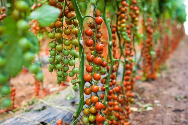 Serada toplanmaya hazır olgun domatesler.