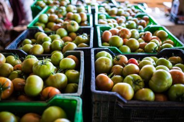 plastik kutulara stoklanan sağlıklı taze domates