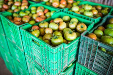 Birçok domates domates alanından plastik kutular domates domates hasat