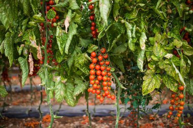 Taze domates sera Ağaçta asılı Şubesi