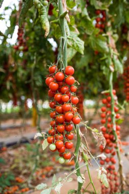 Olgun Kiraz Şubesi. Sera içinde birçok parlak çilek