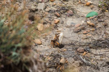 Sahilde okyanus Yengeç