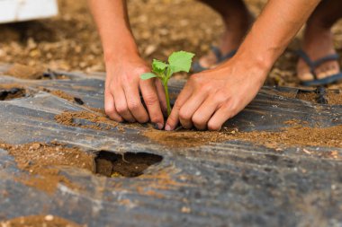 Nakli salatalık fideleri sera içinde