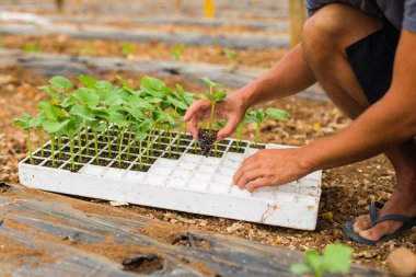 Vege tencereye üzerinden salatalık genç fidan dikim çiftçi