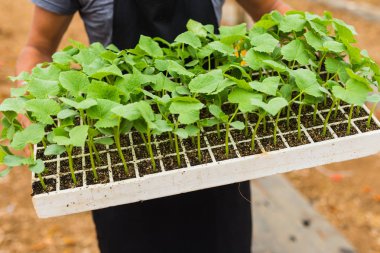 Plastik kap salatalık plantasyon içinde genç taze fide standları 