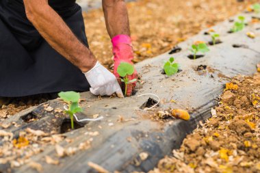 Sebze bahçesinde salatalık genç fidan dikim çiftçi 