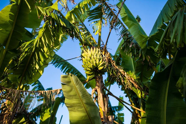 Bir salkım muzu bahçe ile muz ağacı