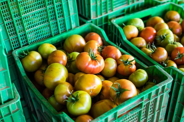 Hasat domates domates hasat domates yeşil plastik kutular