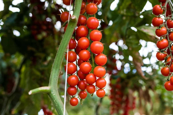 Sera kiraz kırmızı domates büyüyen bitkiler 