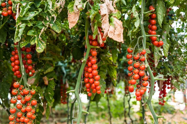 Serada toplanmaya hazır olgun domatesler. 