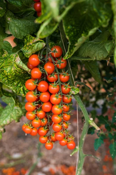 Taze organik tarım Ağaçta asılı domates Şubesi