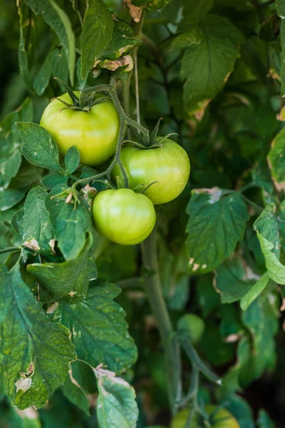 Řádky z rajčete rostliny rostoucí ve skleníku — Stock fotografie