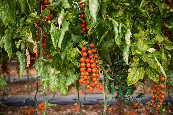 Taze domates sera Ağaçta asılı Şubesi