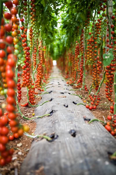Kiraz domates olgun olsun sera, yakın çekim