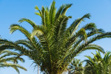 Hindistan cevizi avuç içi mavi gökyüzü altında dallarında. Yaz saati