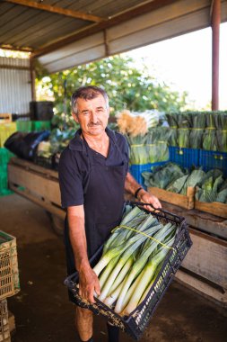 Orta yaş erkek sera piyasadan satış önce organik pırasa bitkilerin kutularıyla