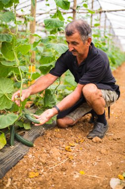 Çiftçi salatalık sera içinde kontrol. Çiftçilerin elinde küçük olgun salatalık. Sera sebze üretim.