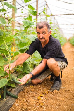 Çiftçi salatalık sera içinde kontrol. Çiftçilerin elinde küçük olgun salatalık. Sera sebze üretim.