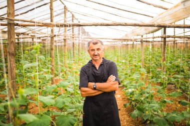 Orta yaş bir sera çapraz eller salatalık sebze adamla. Tarım