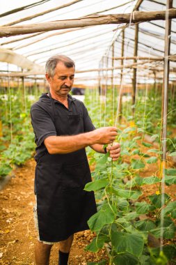 Orta yaş erkek olgunlaşma salatalık üzerinde asılı serada SAP. Tarım