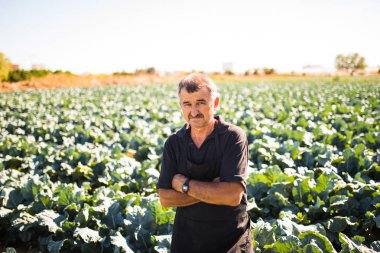 Orta yaş erkek bir sebze bahçesinde organik salata lahana ile. Tarım
