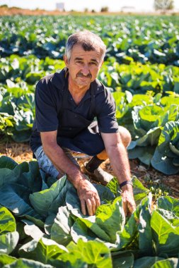 Bir sera salata lahana sebze hasat bir orta yaş erkek bakış. Tarım